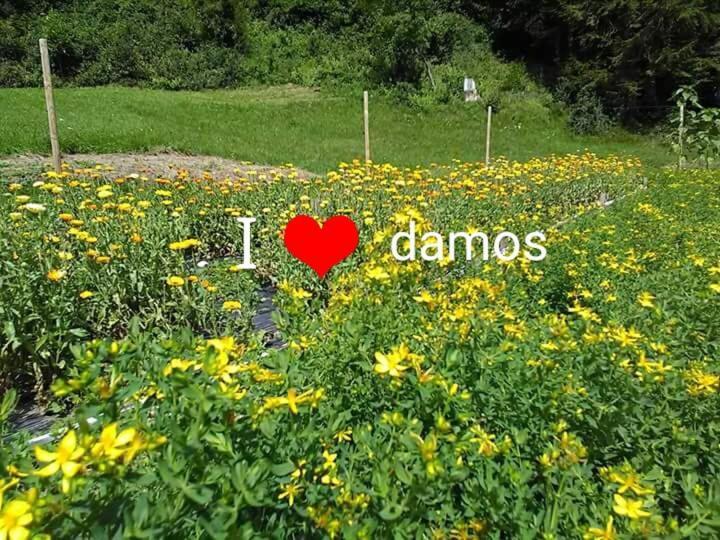 발레 디 카도레 Agriturismo Borgo Damos 빌라 외부 사진