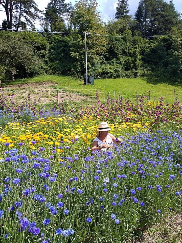 발레 디 카도레 Agriturismo Borgo Damos 빌라 외부 사진