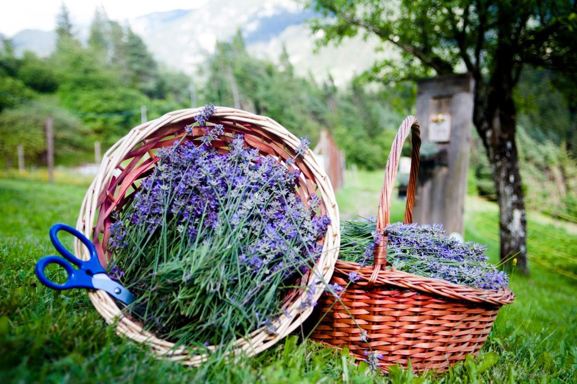 발레 디 카도레 Agriturismo Borgo Damos 빌라 외부 사진